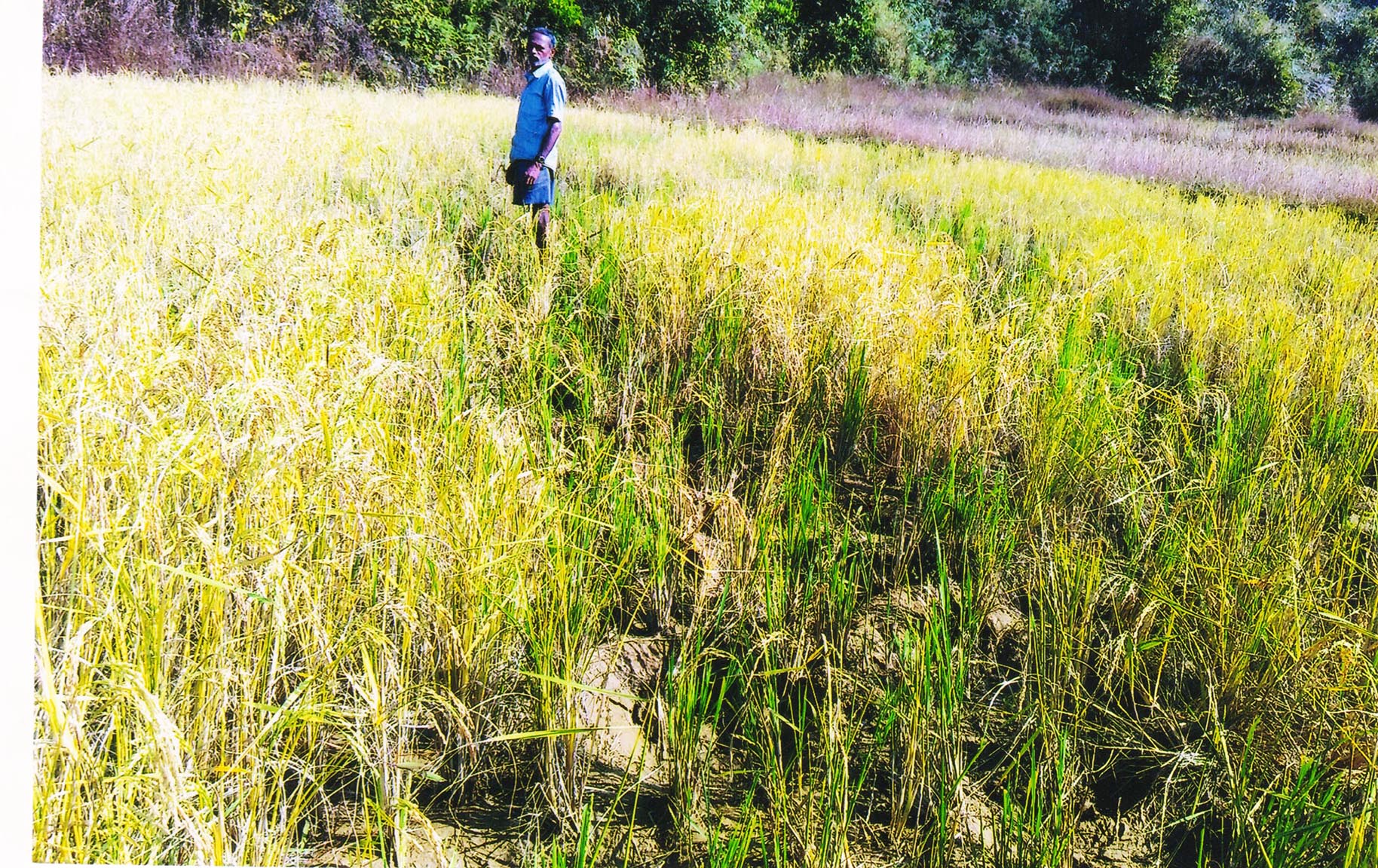 ಹೊಸಕೆರೆ ಗ್ರಾಮದಲ್ಲಿ ಕಾಡಾನೆಗಳ ಲಗ್ಗೆ: ಭತ್ತದ ಫಸಲು ನಾಶ